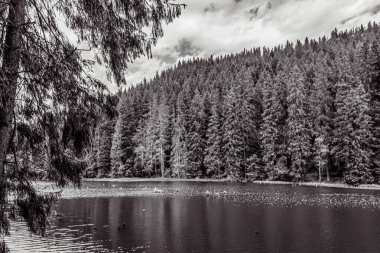 Ormandaki bir gölün siyah beyaz fotoğrafı.