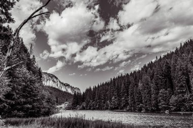 Ormandaki dağ gölünün güzel bir görüntüsü.