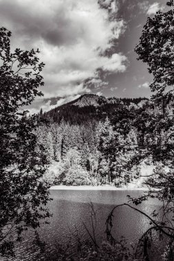 Ormanla çevrili güzel bir ağaç görüntüsü.