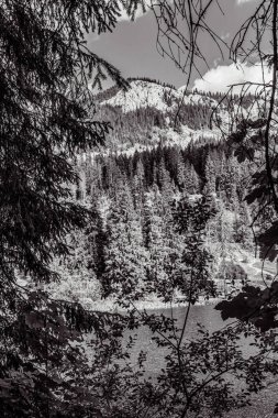 Kara ve beyaz kış karları dağlarla kaplı ormanları