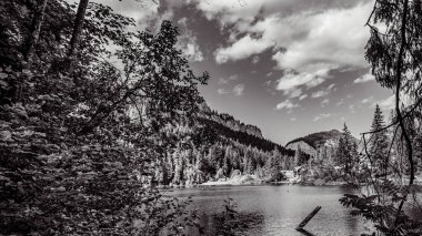 Nehrin ormandaki gri tonlu görüntüsü.