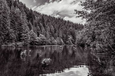 Ormanın güzel manzarası