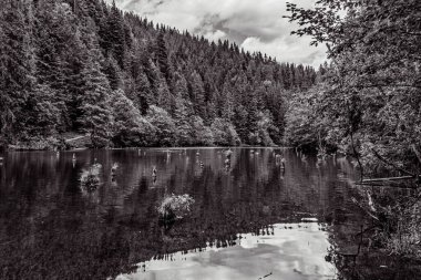 Arkadaki dağlarda ağaçlarla gölün güzel bir görüntüsü.