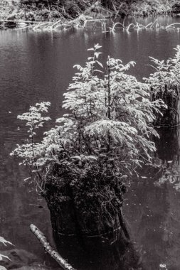 Karlı güzel kış manzarası