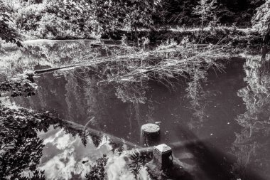 Ormandaki bir köprünün siyah beyaz fotoğrafı.