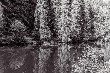 Ormandaki bir nehrin siyah beyaz fotoğrafı