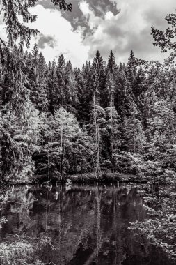 Ağaçlı güzel bir ormanın dikey görüntüsü.