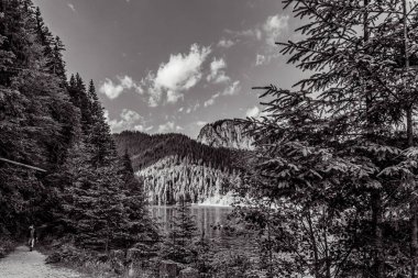 Kafkasya, Rusya 'nın kuzeyindeki dağlardaki çam ağaçlarının siyah beyaz fotoğrafı