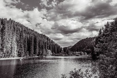 Arkasında orman olan bir nehrin siyah ve beyaz görüntüsü.