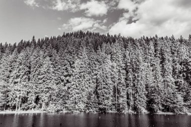 Kar ve ağaçlarla dolu güzel kış manzarası