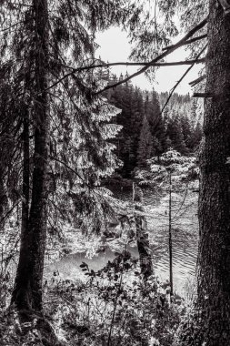 Arka planda siyah ağaçlar olan güzel şelale.