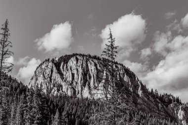 Colorado dağlarındaki kayalıklar ve ağaçlar