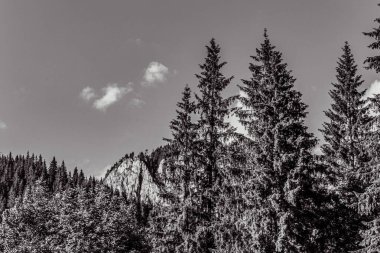 Ağacı ve ormanı olan güzel bir manzara.