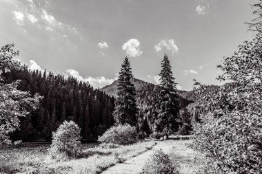 Ormanda dağ sırası olan güzel bir manzara..