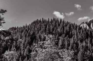 yeşil yapraklı ağaçların siyah beyaz görüntüsü
