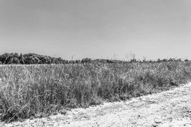 Kırsal yol buğday tarlasında