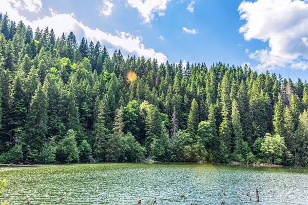 green forest in summer day