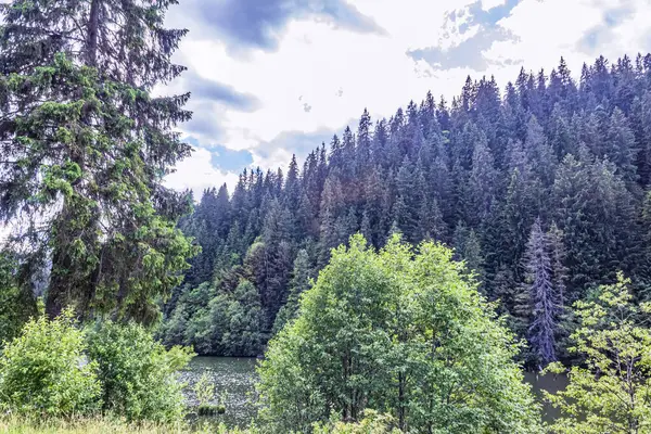 Dağlardaki yeşil dağ nehri ve çam ormanı.