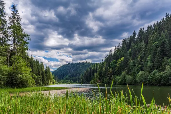 Göl ve ormanlı yaz manzarası