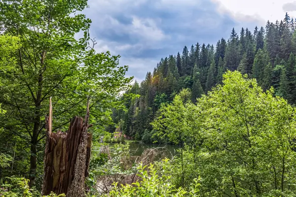 Güneşli bir bahar gününde yeşil ağaçlar ve orman
