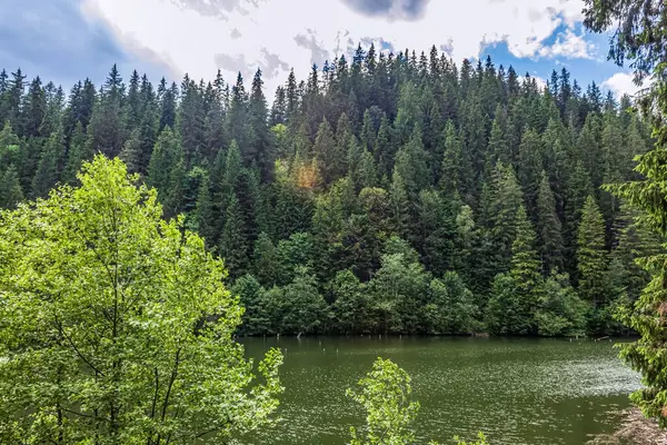 Yeşil ormanı olan bir göl