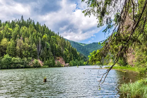 Ormandaki güzel göl, yaz günü
