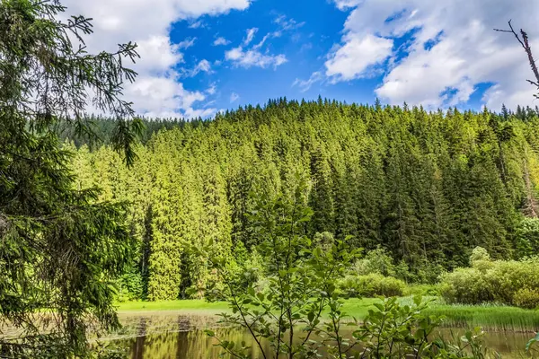 Ormandaki dağlarda bir nehri olan güzel bir dağ manzarası. Dağlarda güneşli bir yaz günü.