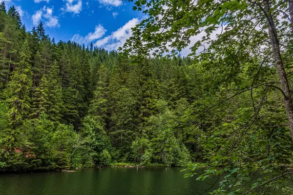 Dağlarda güzel bir göl manzarası, arka planda orman ve ağaçlar. yaz günü