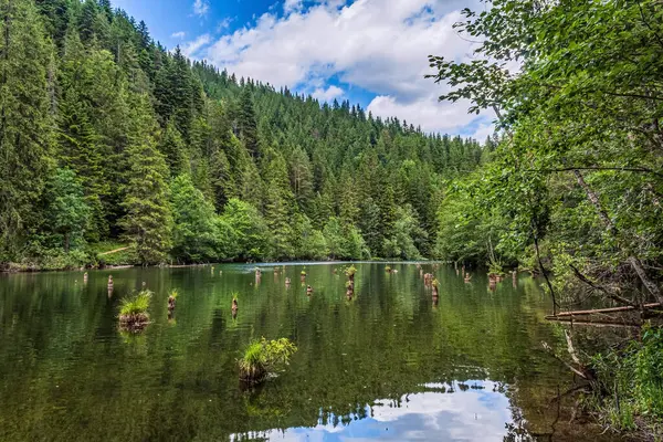 Nehir ve ormanlı güzel bir manzara.