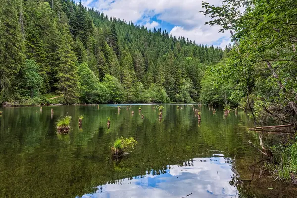 Ormanın ortasında ağaçlar ve bitkilerle çevrili güzel bir dağ gölü görüntüsü.