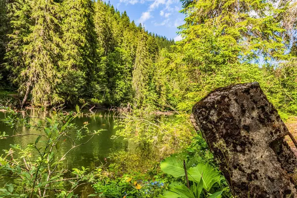Güneşli bir günde güzel bir orman, yaz.