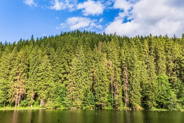 Dağlardaki orman gölü