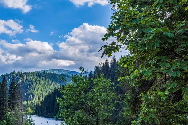 Bulutlu bir günde ağaçlarla çevrili güzel bir orman görüntüsü.