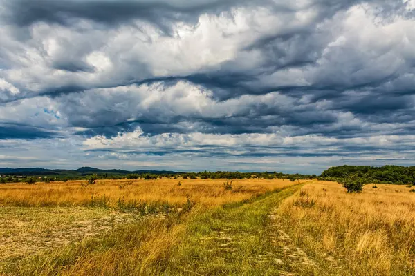 Bulutlu gökyüzünün altındaki yeşil çimlerin güzel bir görüntüsü.