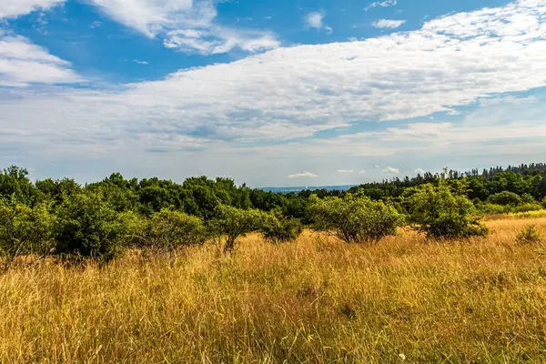 Büyük bir ağaç ve mavi gökyüzü olan bir tarla manzarası
