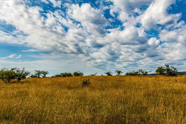 Yazın güzel bir çayırı olan manzara.