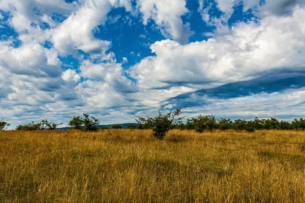 Ağaçlı ve bulutlu güzel bir manzara.