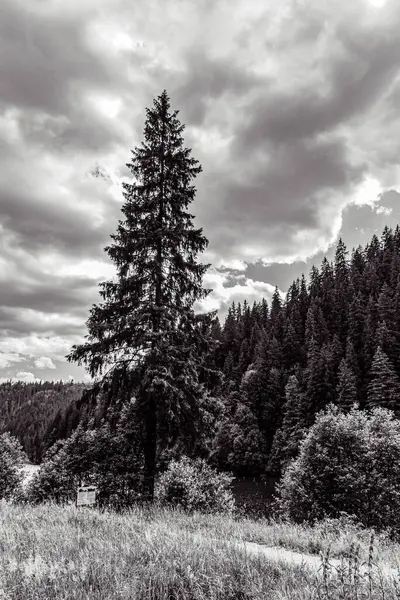 Siyah beyaz ağaçların güzel bir görüntüsü.