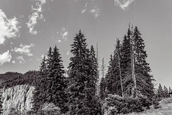 Dağlarda ağaçlar ve otlar. Slovakya.