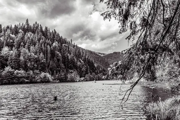 Ormandaki gölün güzel bir görüntüsü.