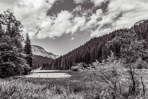 Ormanı ve ağaçları olan bir nehrin siyah ve beyaz görüntüsü.