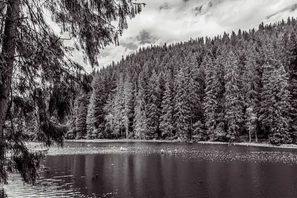 Ormandaki bir gölün siyah beyaz fotoğrafı.