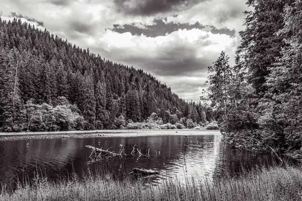 Ormanlı bir gölün siyah beyaz fotoğrafı