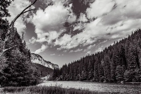 Ormandaki dağ gölünün güzel bir görüntüsü.
