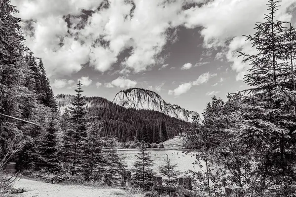 Ormanın ortasında ağaçlarla kaplı kayalık bir dağın güzel manzarası.