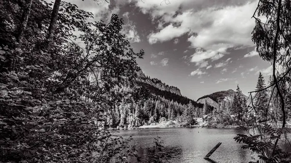 Nehrin ormandaki gri tonlu görüntüsü.