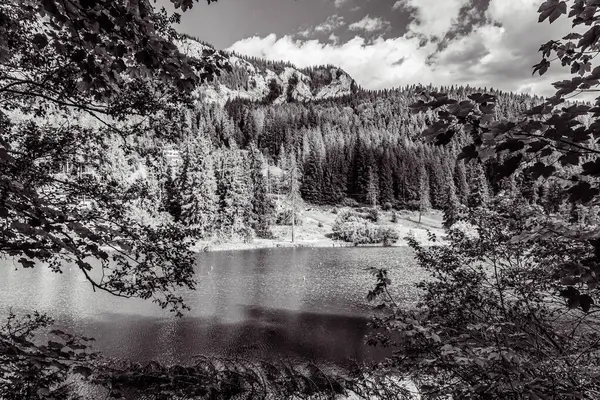 Ormandaki gölün siyah beyaz fotoğrafı