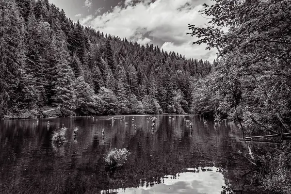 Ormanın güzel manzarası