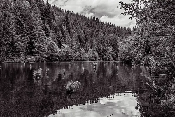 Arkadaki dağlarda ağaçlarla gölün güzel bir görüntüsü.