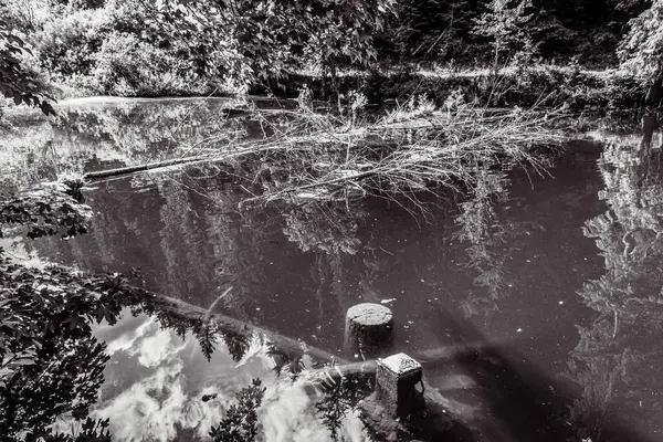 Ormandaki bir köprünün siyah beyaz fotoğrafı.